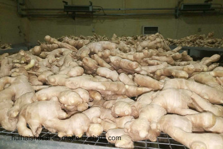 Golden Supplier New Crop Fresh Ginger (200g and up)