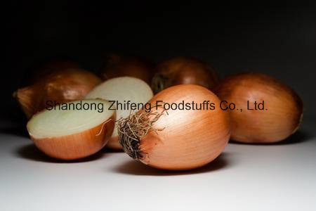 New Fresh Yellow Onion with Great Quality