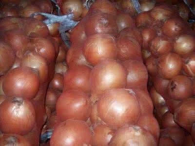 Fresh Yellow Onion with Good Quality