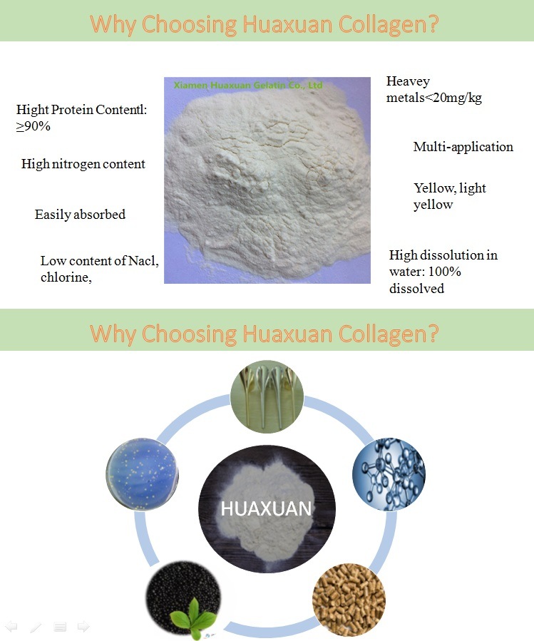 High Quality Collagen as The Additives for Making Leather