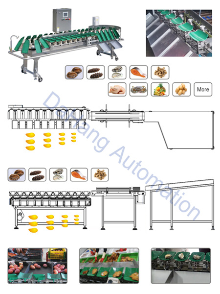 Stainless Steel Auto Dynamic Weight Sorting Machine for Fruit and Vegetable