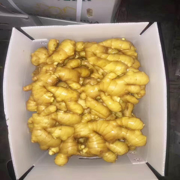 Yellow Fresh Fat Foot Ginger (250g)