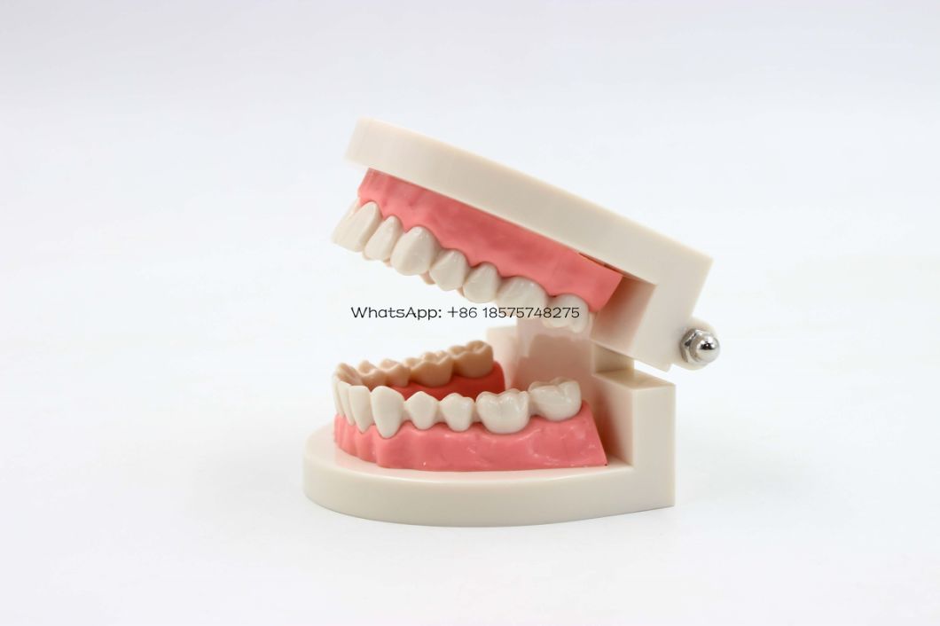 Dental Education Teeth Model Implant Practice Model