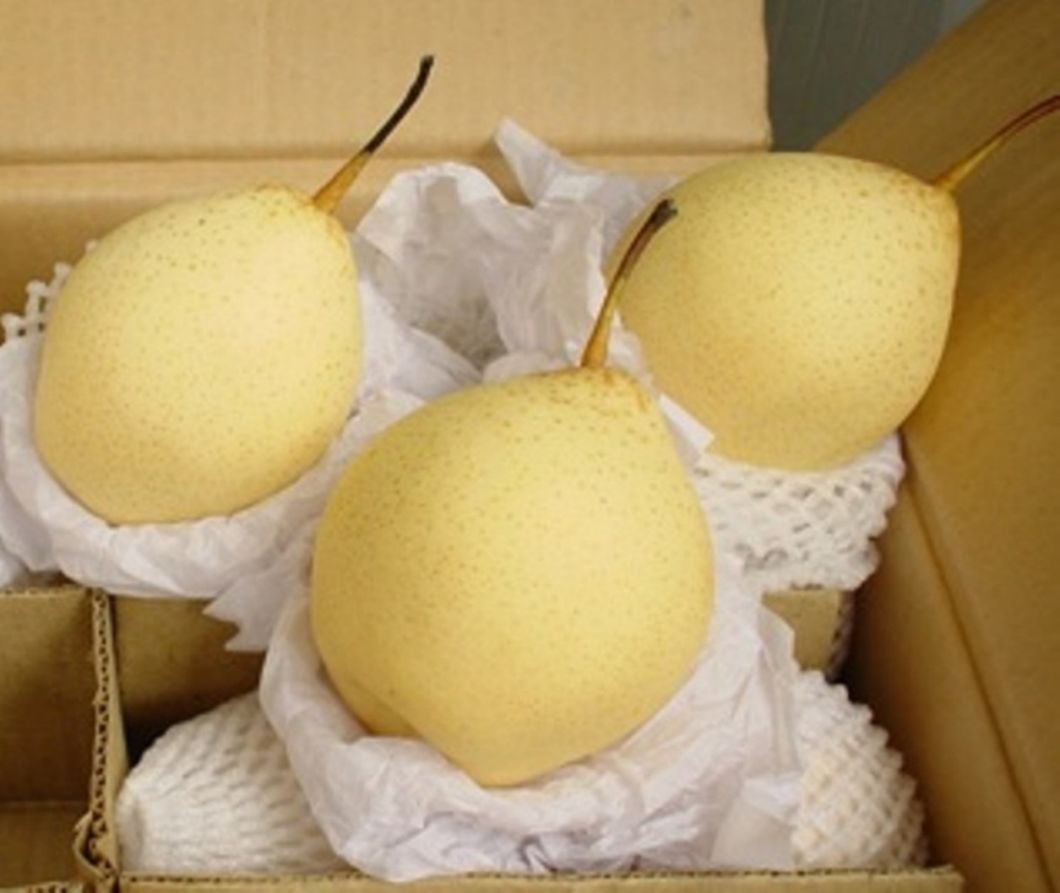 Supply The 2016 Crop Fresh Sweet Nutritions Ya Pear with Low Price