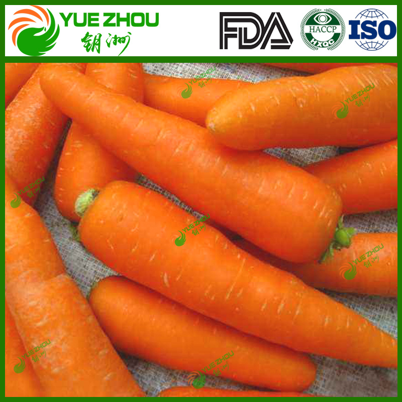 Large Quantity of Fresh Carrot S M L 2L 3L Carrot From China with Cheap Price