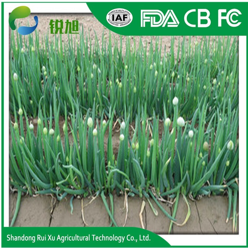 Wholesale Chinese Fresh Green Onions