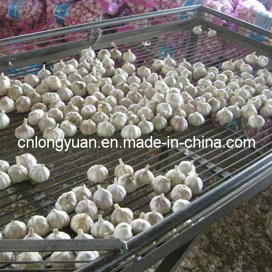 Loose Bag Packing Fresh White Garlic