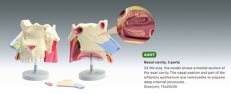 Xy-AA07 Nasal Cavity Model, 3parts