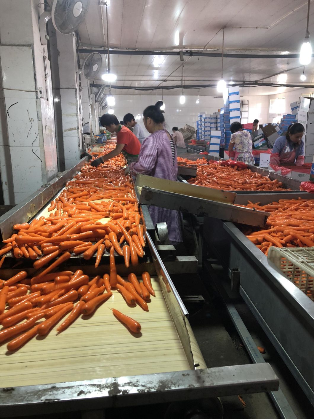 Fresh Carrot (80-150g, 150-220g, 220-300g, 300g+)