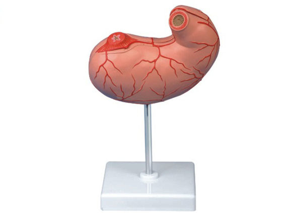 Xy-K52 Stomach Model- Anatomical Model