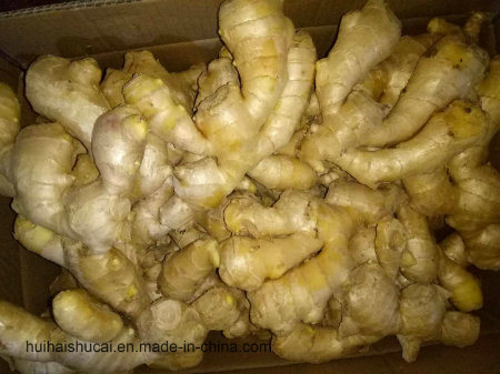 Fresh Ginger 2017 New Corp Best Quality Chinese Ginger