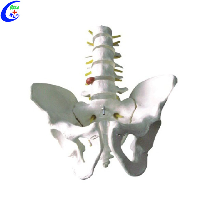 Male and Female Pelvic Skeleton Model
