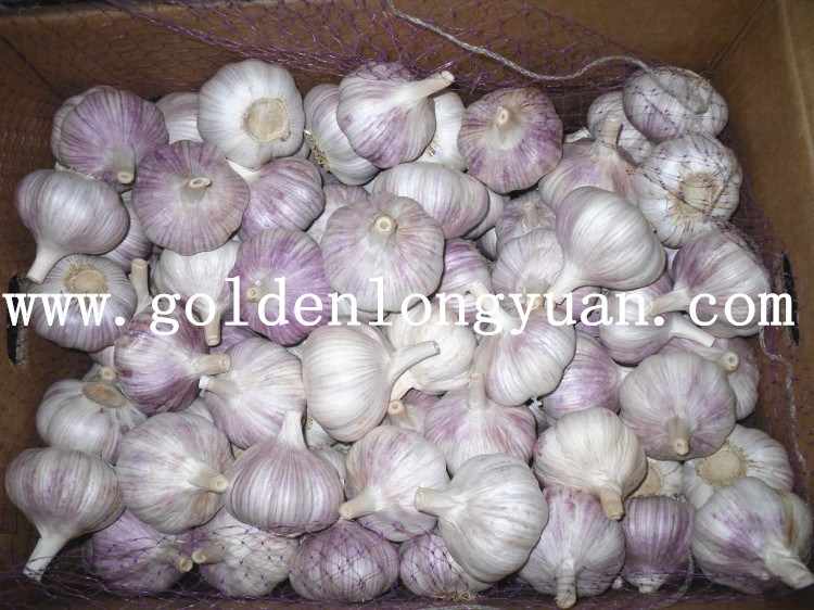 Fresh New Crop Chinese Garlic for Brazil Market