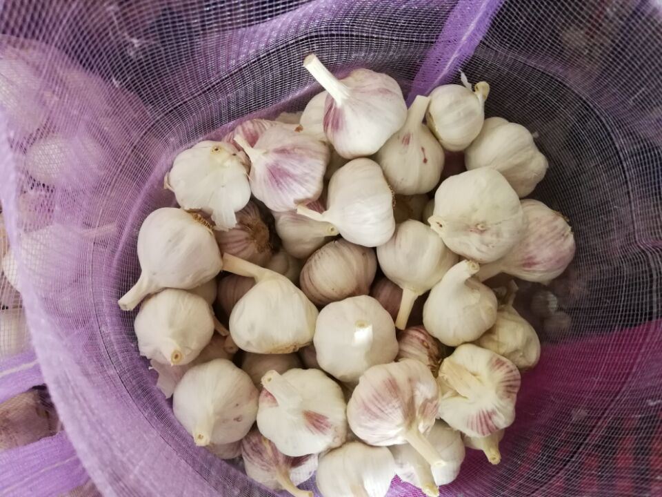 Normal White Fresh 4.5cm Garlic