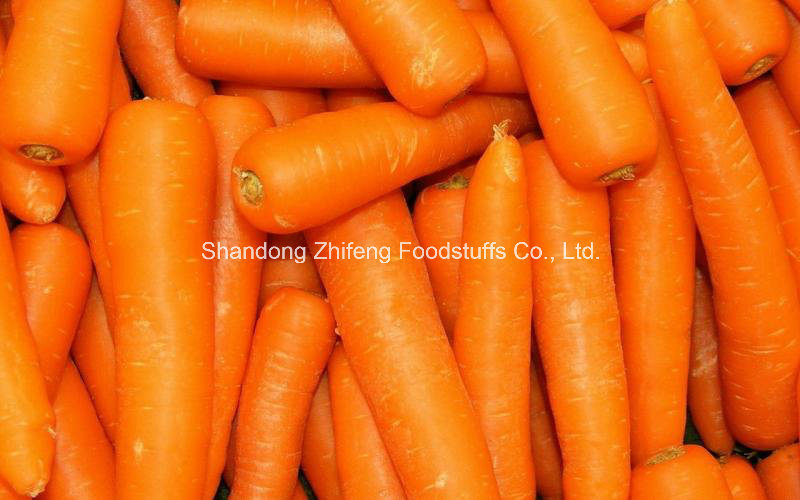 High Quality Exporting Fresh Carrot
