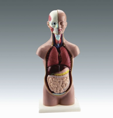 Xy-AA18 Human Torso (Education model)