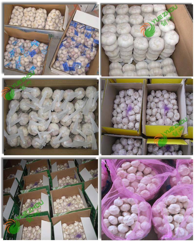 10kg 20kg Mesh Bag Packing New Garlic with Fresh Normal Pure White Garlic From China