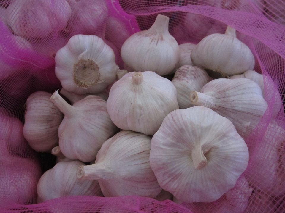 Golden Supplier of Fresh Pure White Garlic