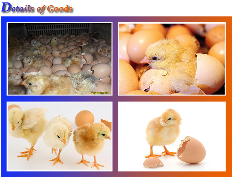 High Capacity 200W Egg Incubator Chicken Incubating Machine for Sale