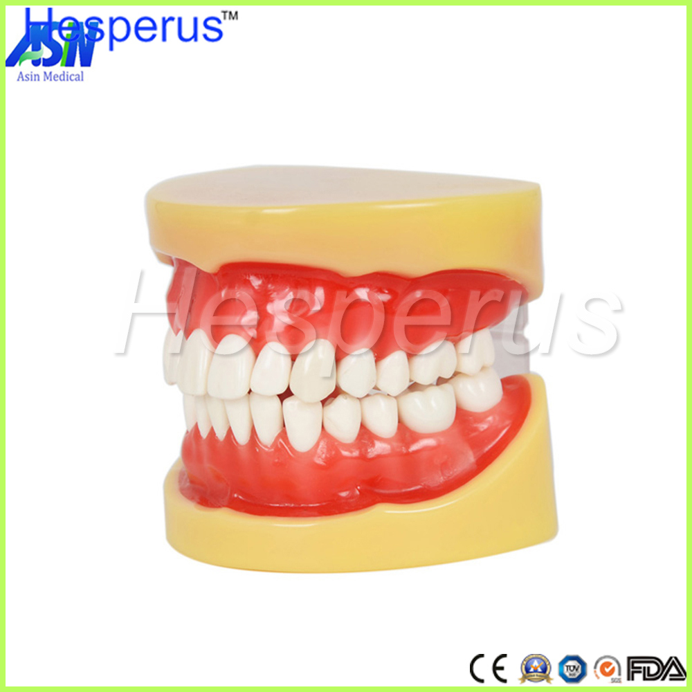 Dental All Teeth Removable Standard Teeth Tooth Model 28 PCS Teeth Student Learning Model Hesperus