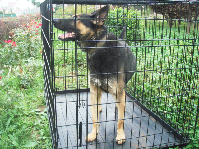 Mild Steel Wire Mesh Cage for Deer Dog Cat