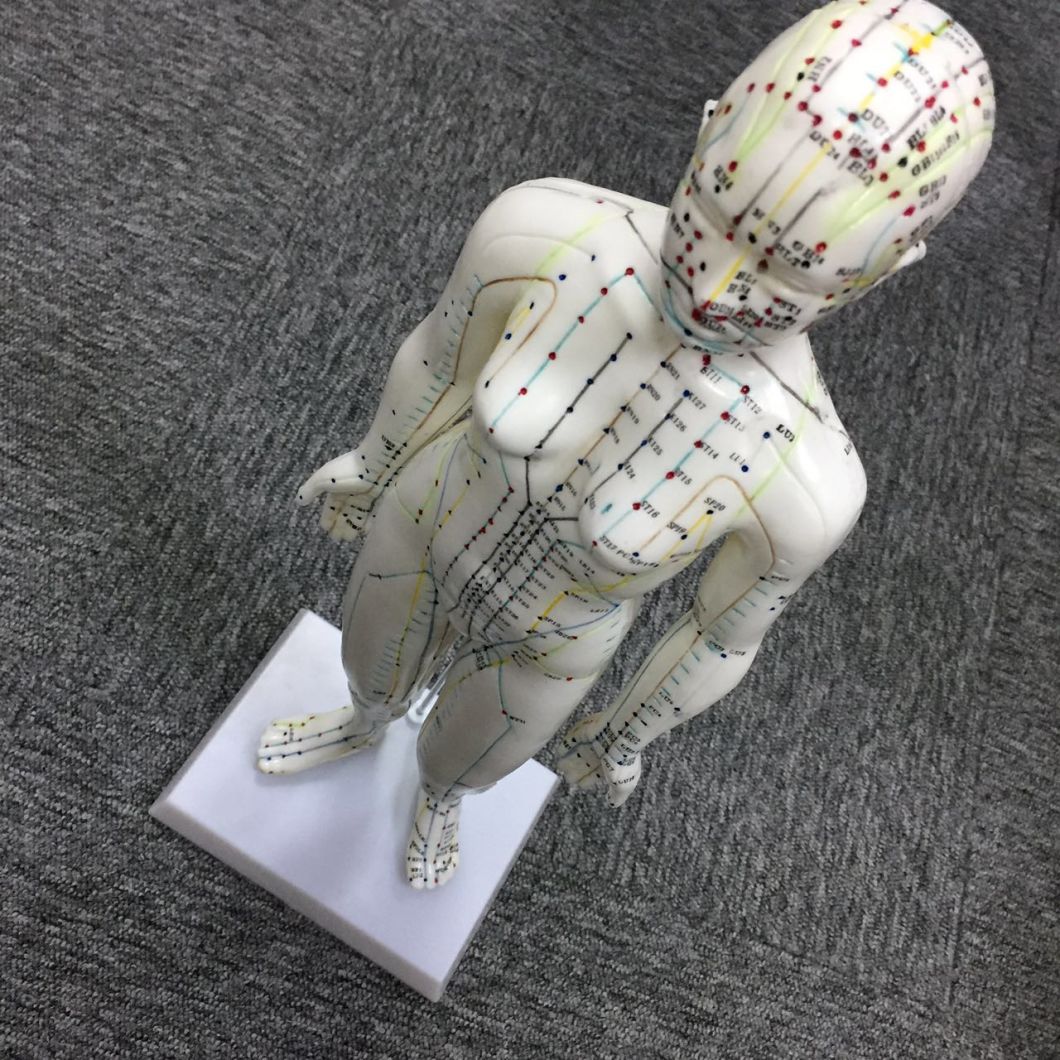 Body Model of Female Acupuncture Model