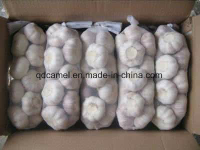 2017 Fersh Pure White Garlic with Good Quality for Sale