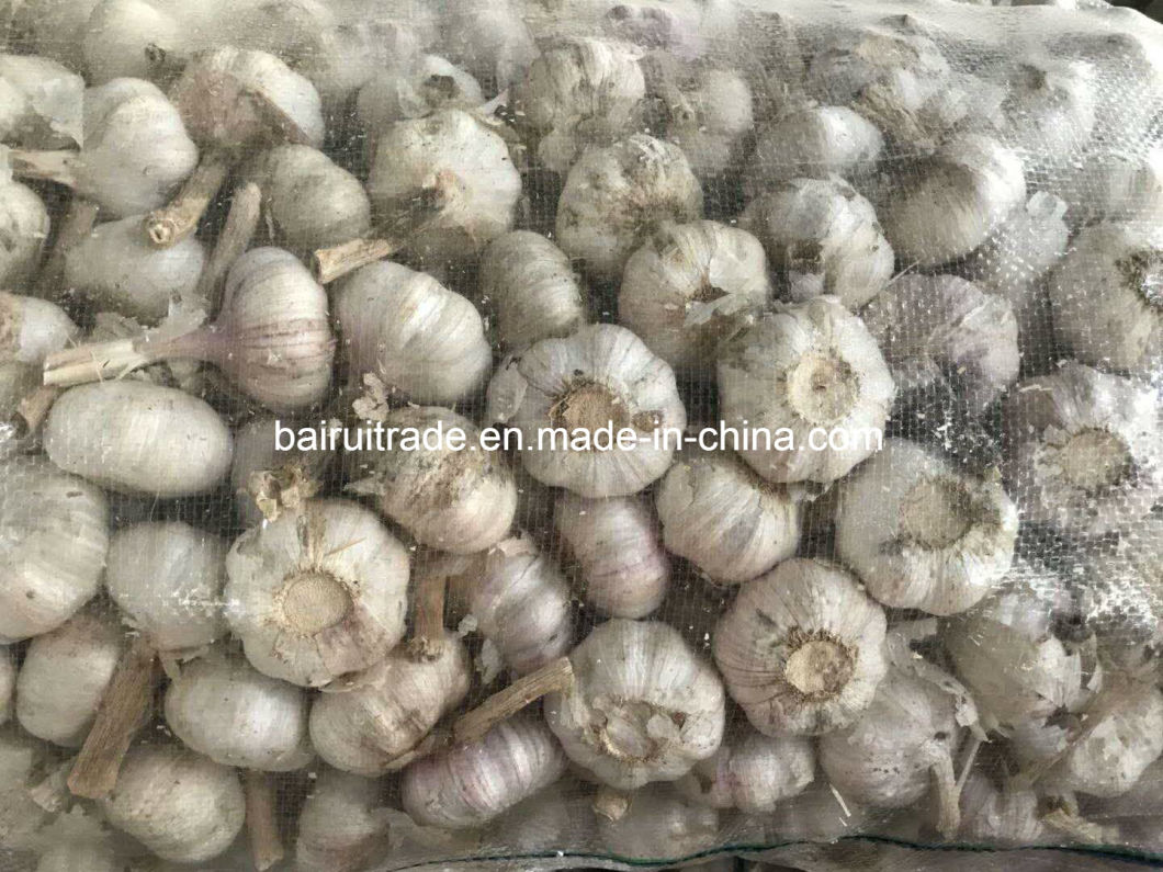 New Crop Fresh Garlic Pure White Garlic From China