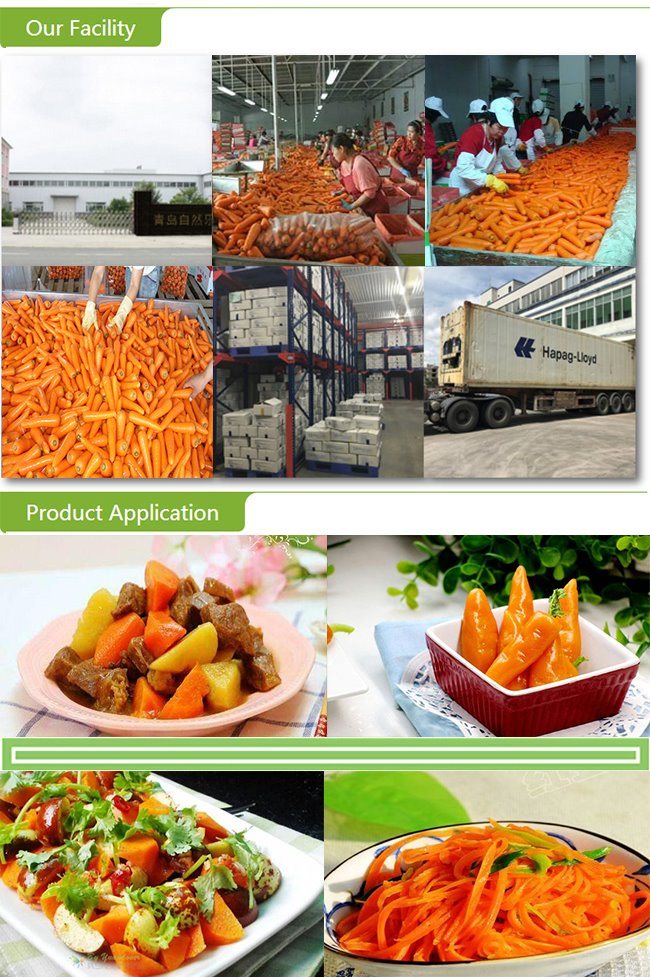 Fresh Whole Carrot with Export Quality