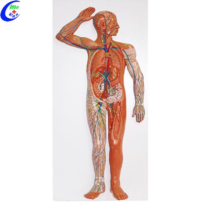 Medical Human Anatomical Model Blood Circulation Model