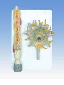 Xy-4261 Neuron Model (Anatomical model)