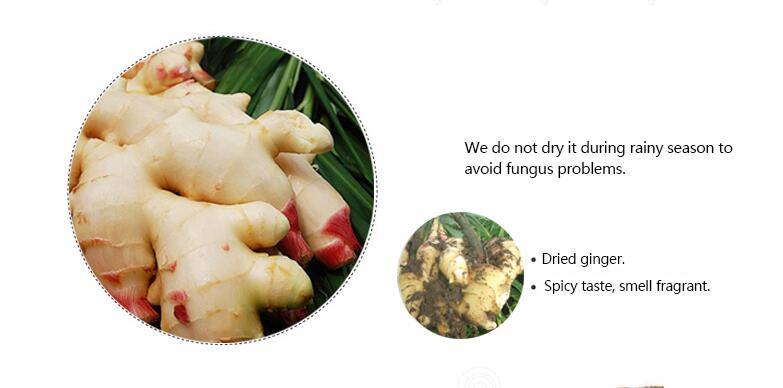 Top Quality Fresh Chinese Fat Ginger