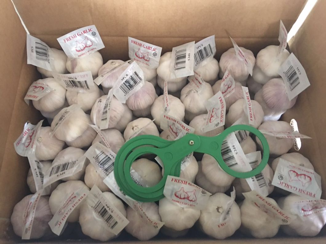 2017 Fresh Purple Garlic From China