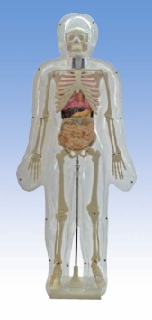 Xy-3320 Model of Transparent Human (85cm)