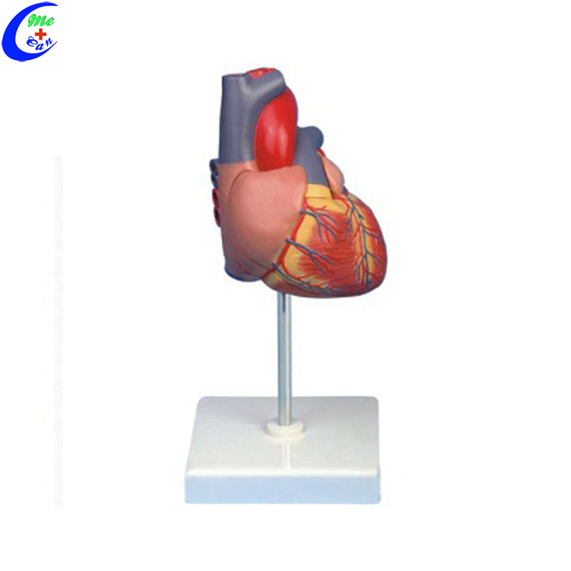 Medcial Heart Models for Teaching