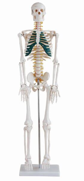 Anatomical Model-Bix-A1004 85cm Human Spinal Nerves Skeleton Model