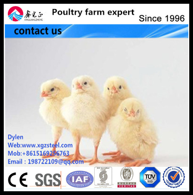 Cheap and Automatic Poultry Farm Feed Pan System