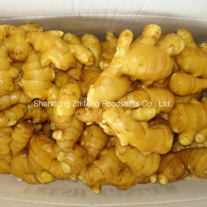 Fresh Gloden Ginger