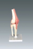 Xy-3334-4 Human Knee Joint Model