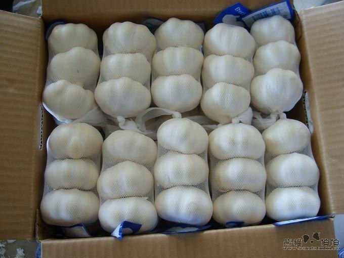 2017 Fresh White Garlic From Jinxiang, China