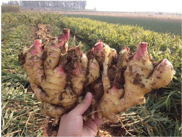 China Manufacturer Food Grade Farming Fresh Ginger and Garlic Professional