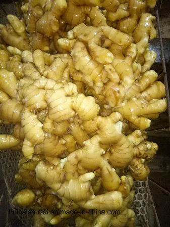 2017 New Crop Bulk Fresh Style and Ginger Type Dry Vegetables