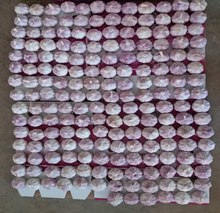 Garlic Size Picture Garlic Size Picture