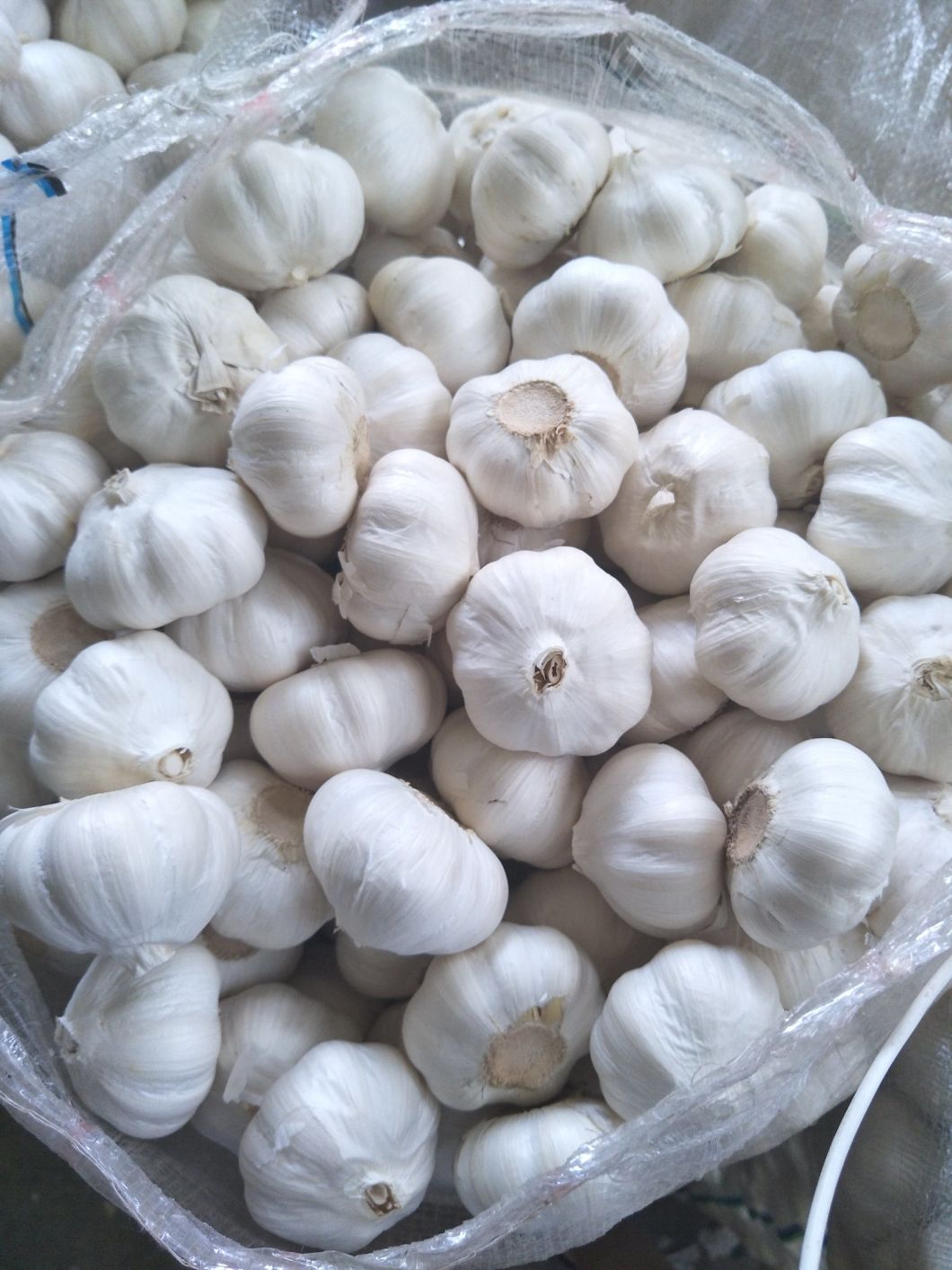 Pure White Garlic with Competitive Price From China