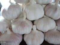 Normal White Garlic Red Garlic
