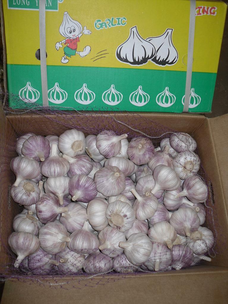 Golden Supplier of Fresh Pure White Garlic