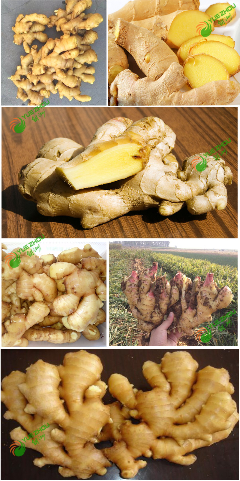 2018 Fresh Ginger New Crop Ginger with Cheap Price From China