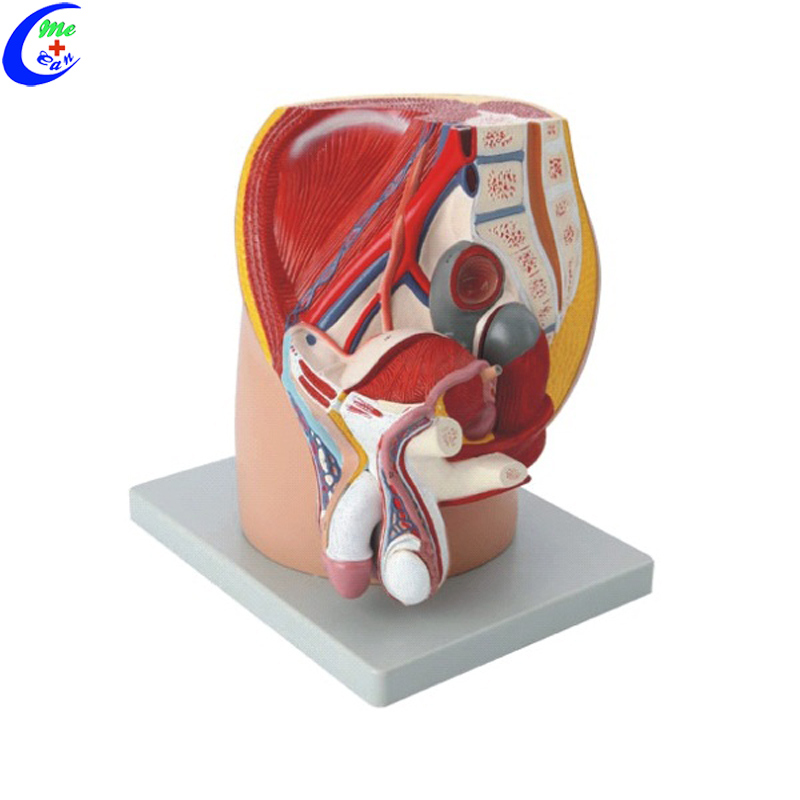 Anatomical Sciences Education Male Pelvic Cavity Model