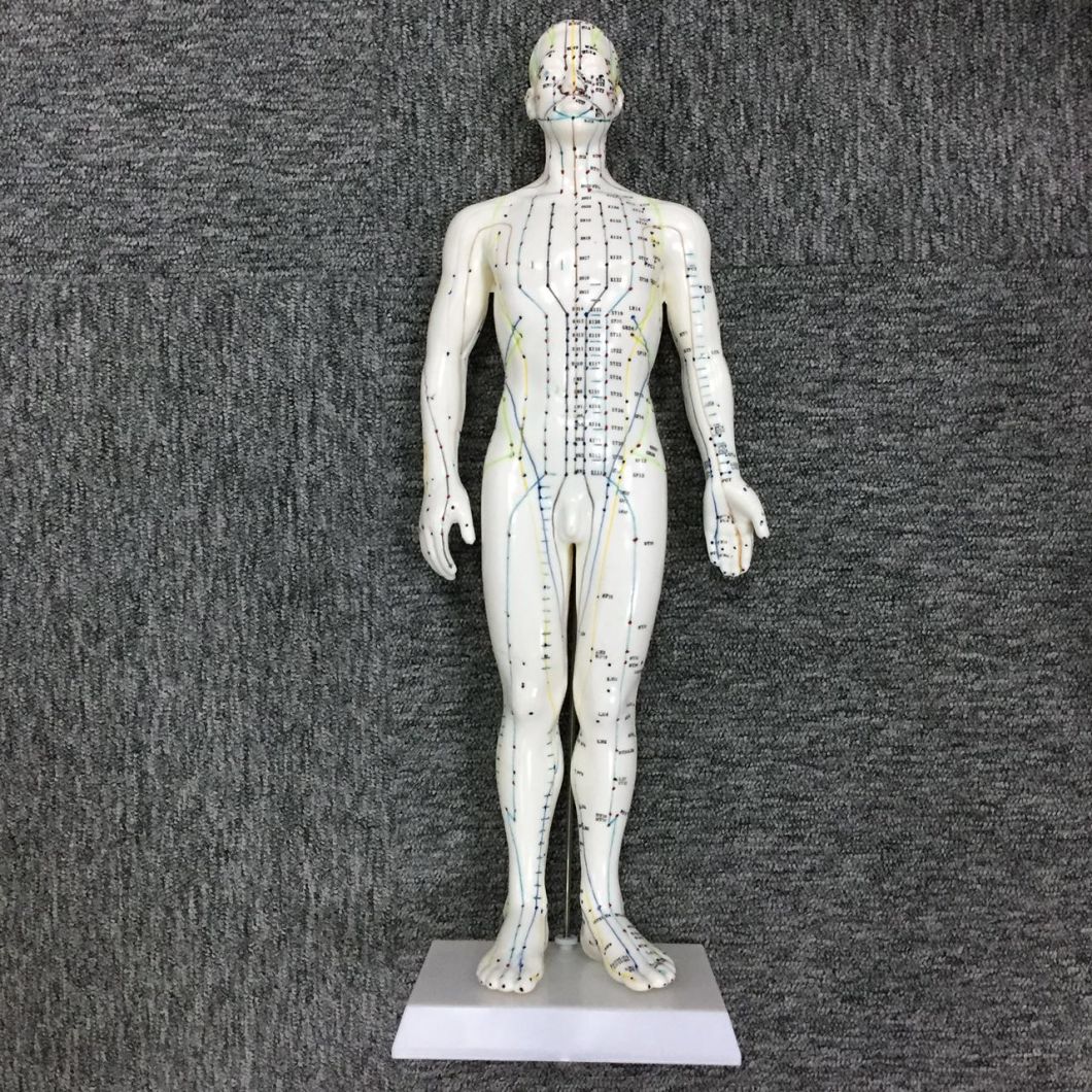 Acupuncture Model of Male's Body