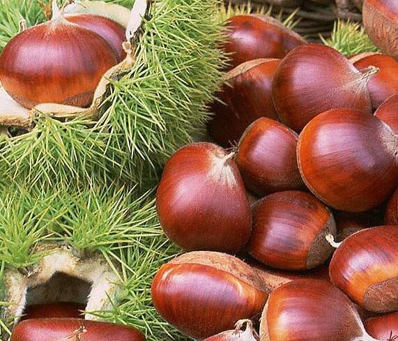 Fresh Chestnut